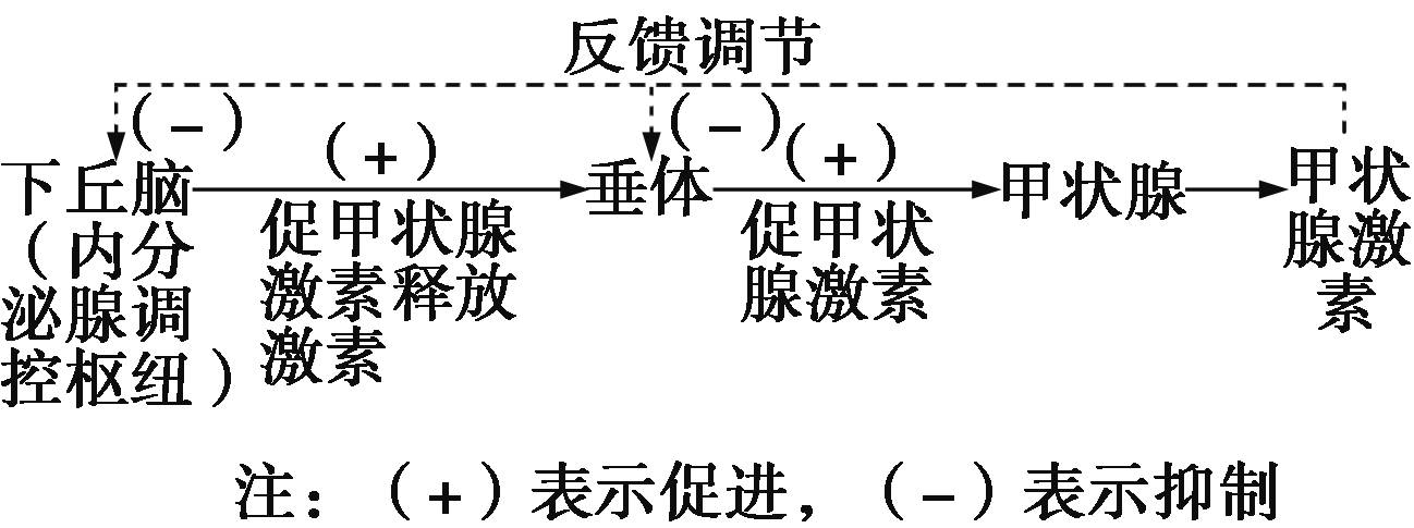 甲状腺激素分级调节图片