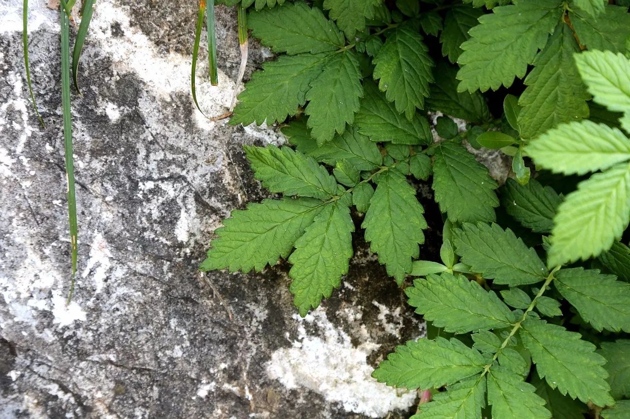 每日一植龙牙草