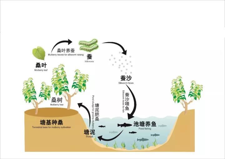 是中国太湖南部的低洼湿地生态系统