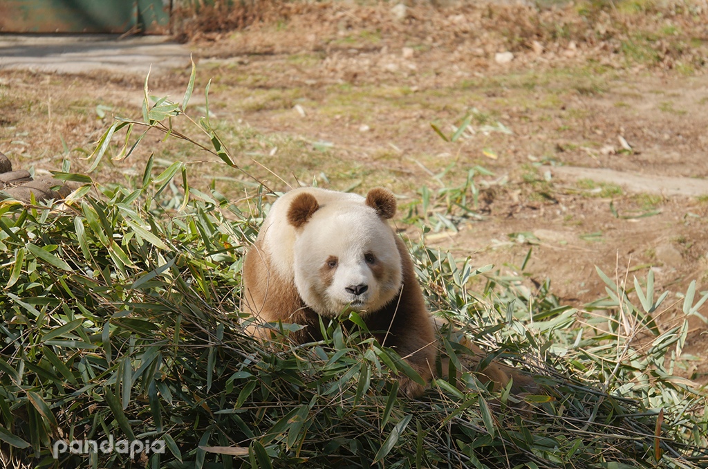 那只熊猫的旧时光第一只棕色大熊猫丹丹