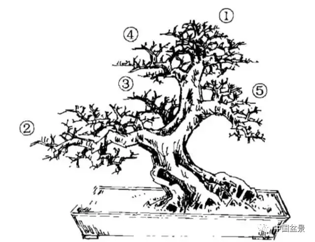 曾宪烨单干大树型盆景造型技法