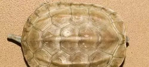宠物乌龟真菌水碱的区分与治疗
