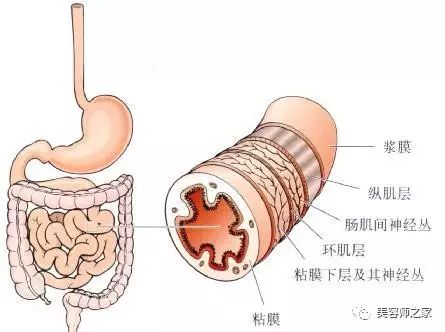 肝主筋,腎主骨,脾主肉,心主脈,肺主