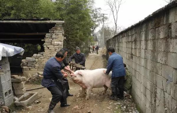 杀猪为啥用钩子钩嘴图片