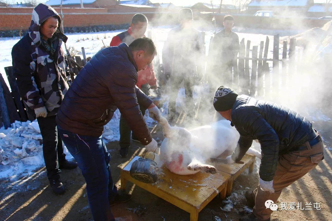 东北农村杀年猪永远不变的乡俗