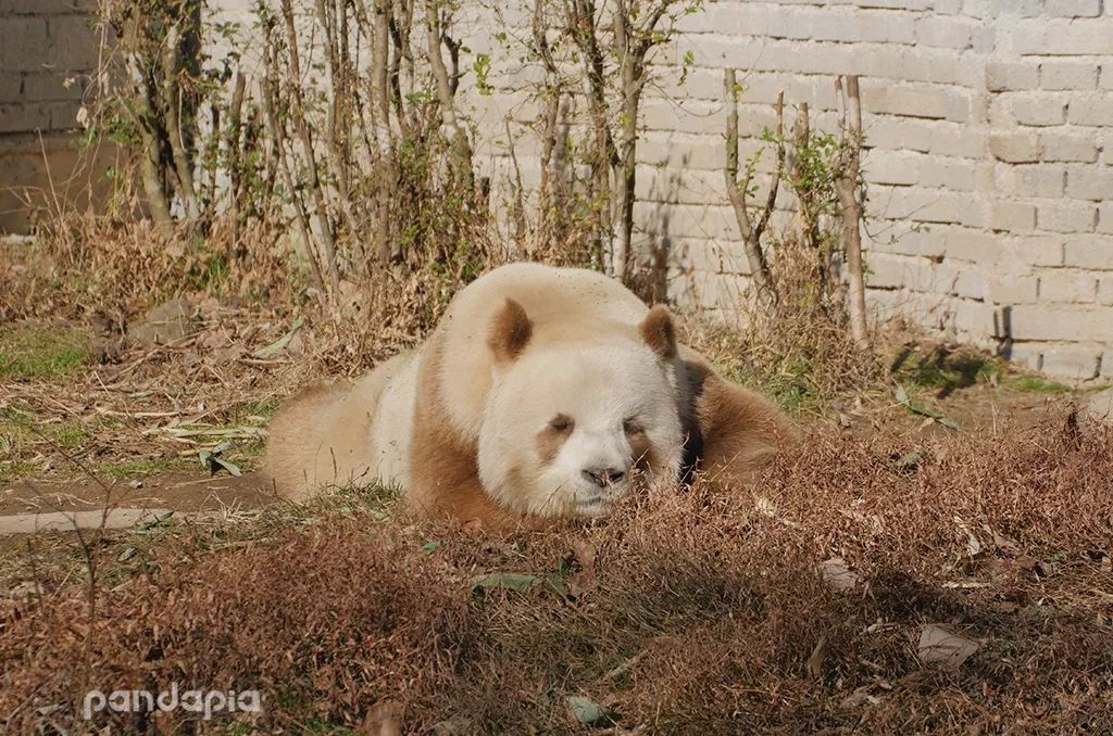 那只熊猫的旧时光第一只棕色大熊猫丹丹