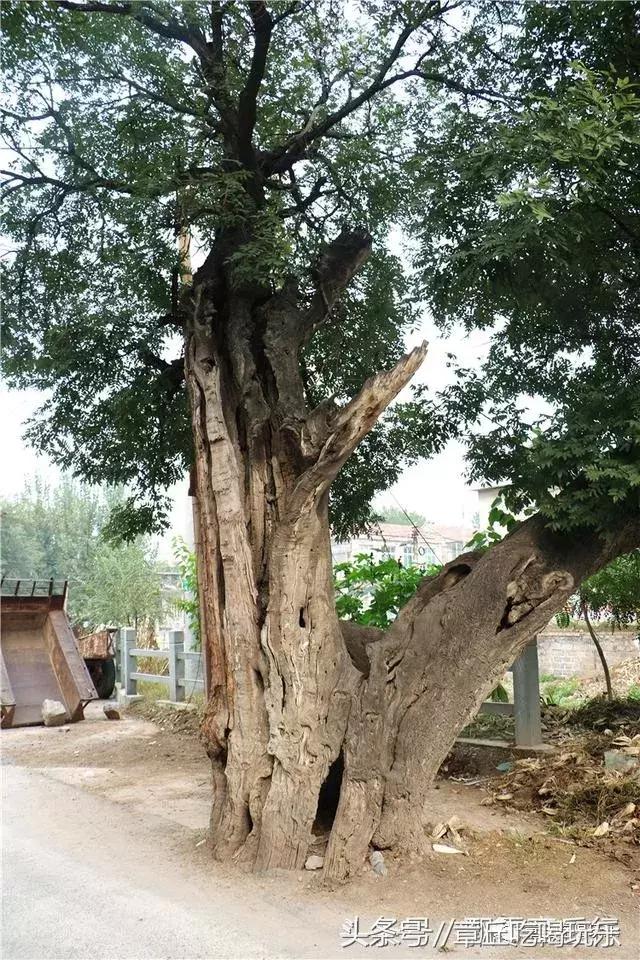 章丘閆家峪村有棵千年老槐樹,樹身短,樹心已全空,你看看啥樣