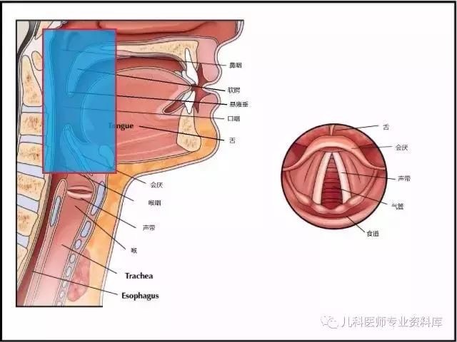 没感冒不咳嗽嗓子咕噜咕噜响真相在这里下