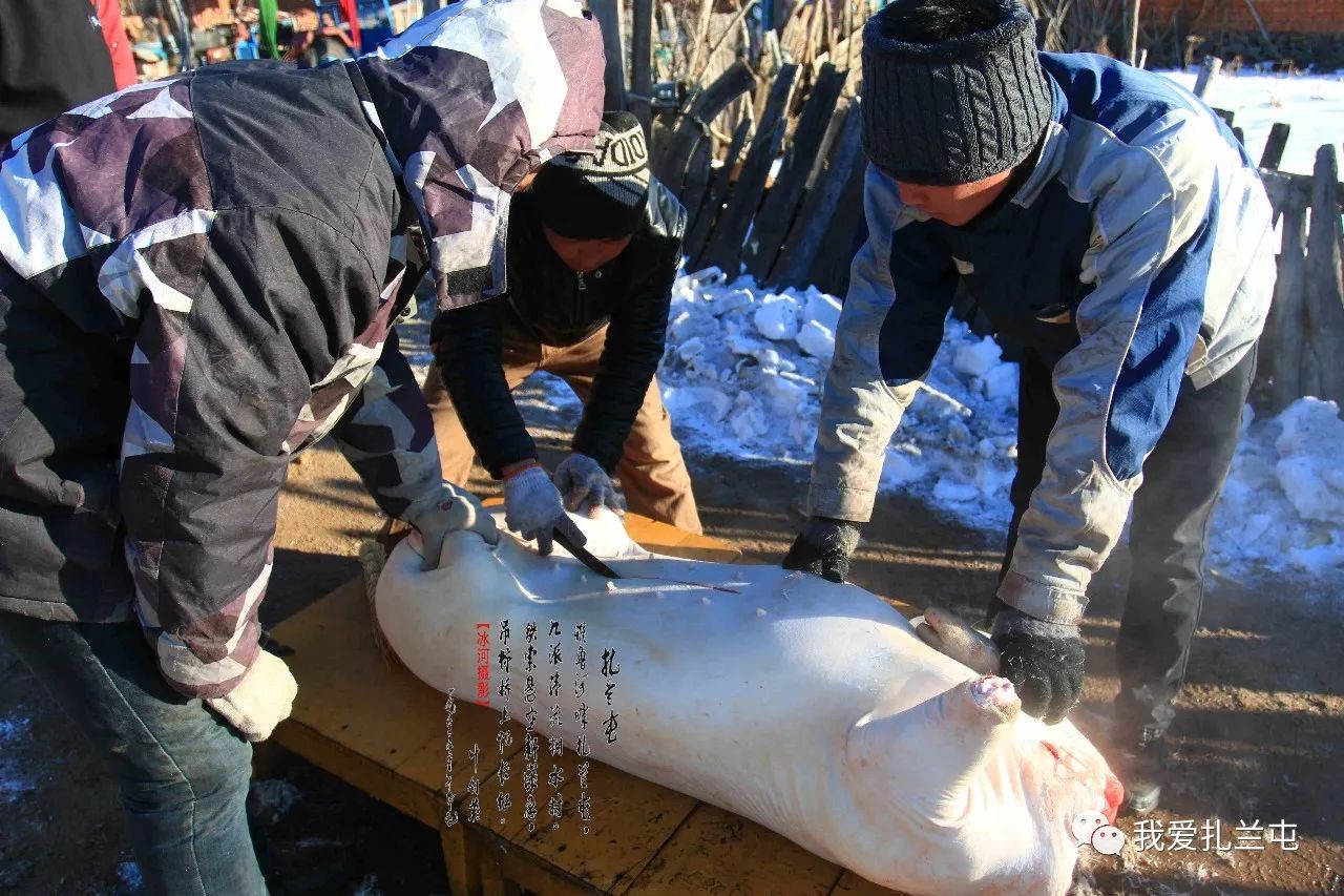 东北农村杀年猪永远不变的乡俗