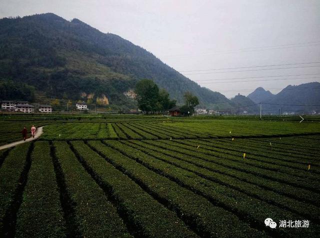 千戶土家民宿養生基地屬於宣恩縣椒園鎮,只要你走進這裡,就彷彿行走在