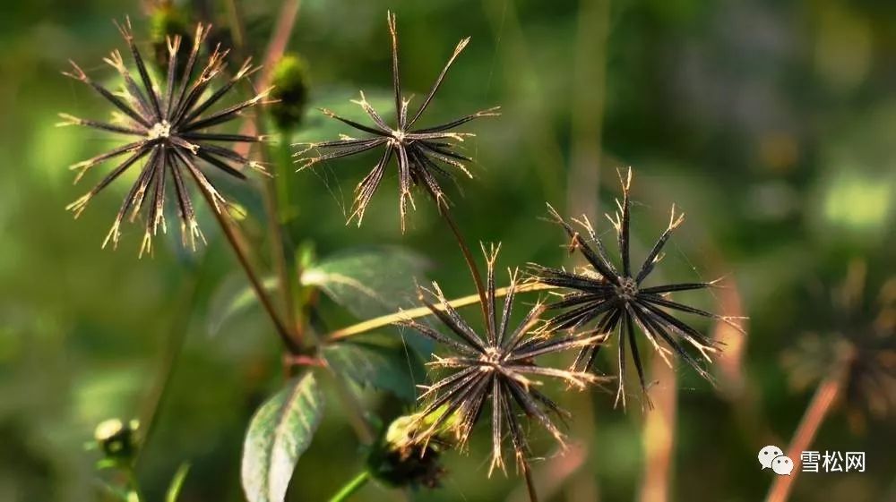 十种遍布农村的草药药用价值超过您的想象