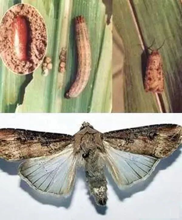 (7)黄地老虎是鞘翅目叩甲总科叩甲科的一种昆虫,幼虫别名铁丝虫,姜虫
