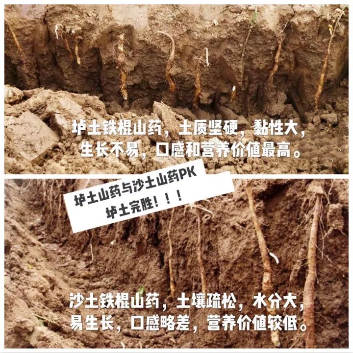 什么市场上98的铁棍山药都是李鬼老司机千里北行深度探底真相令人吃惊