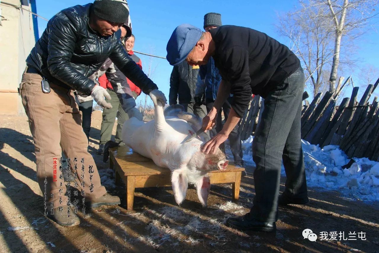 东北农村杀年猪永远不变的乡俗