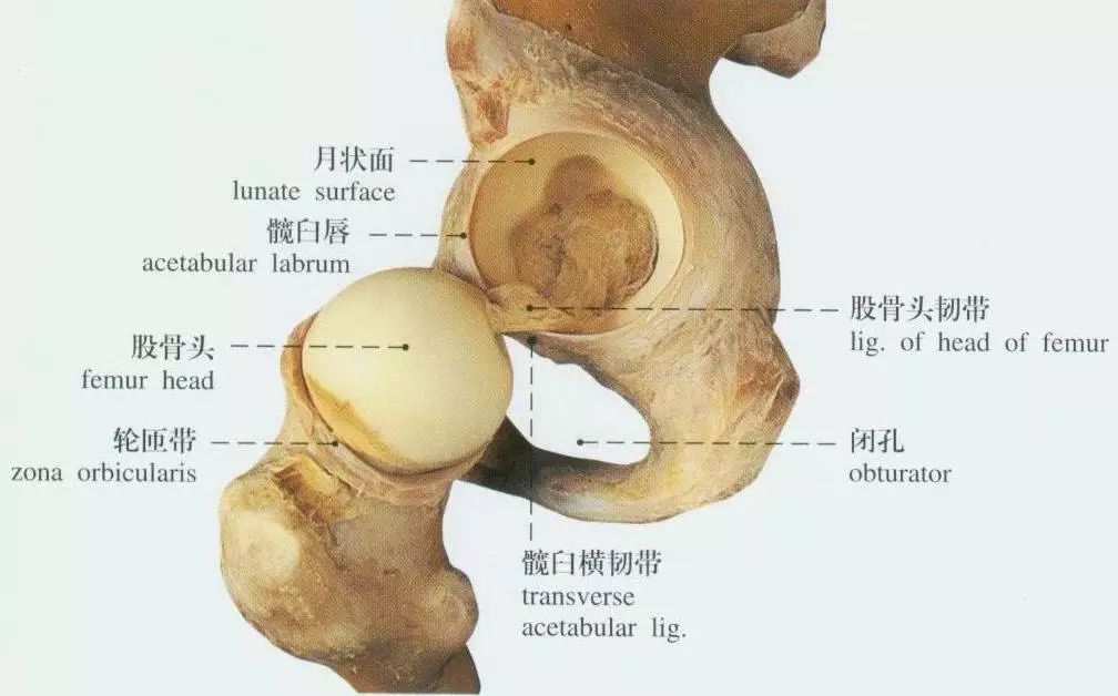 组成髋关节的骨头主要是股骨头和髋骨的髋臼窝,以及周围的韧带和肌肉