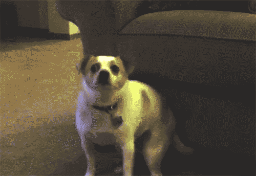 一只小狗在摇摆的表情图片