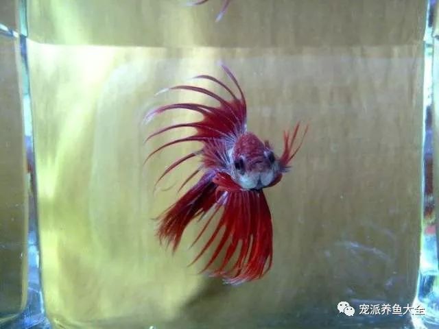 鬥魚是色彩斑斕的小型熱帶魚,一般體長近60～70毫米.