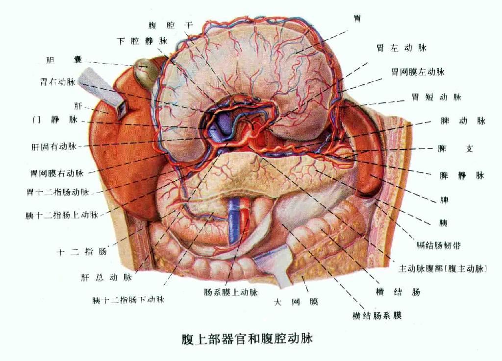 腹部的五脏六腑之宫城