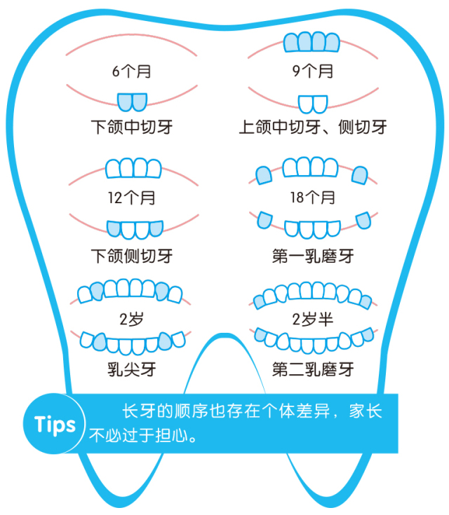 一般来说,乳牙是按照这样的先后顺序萌出的:乳牙的生长顺序有一定规律