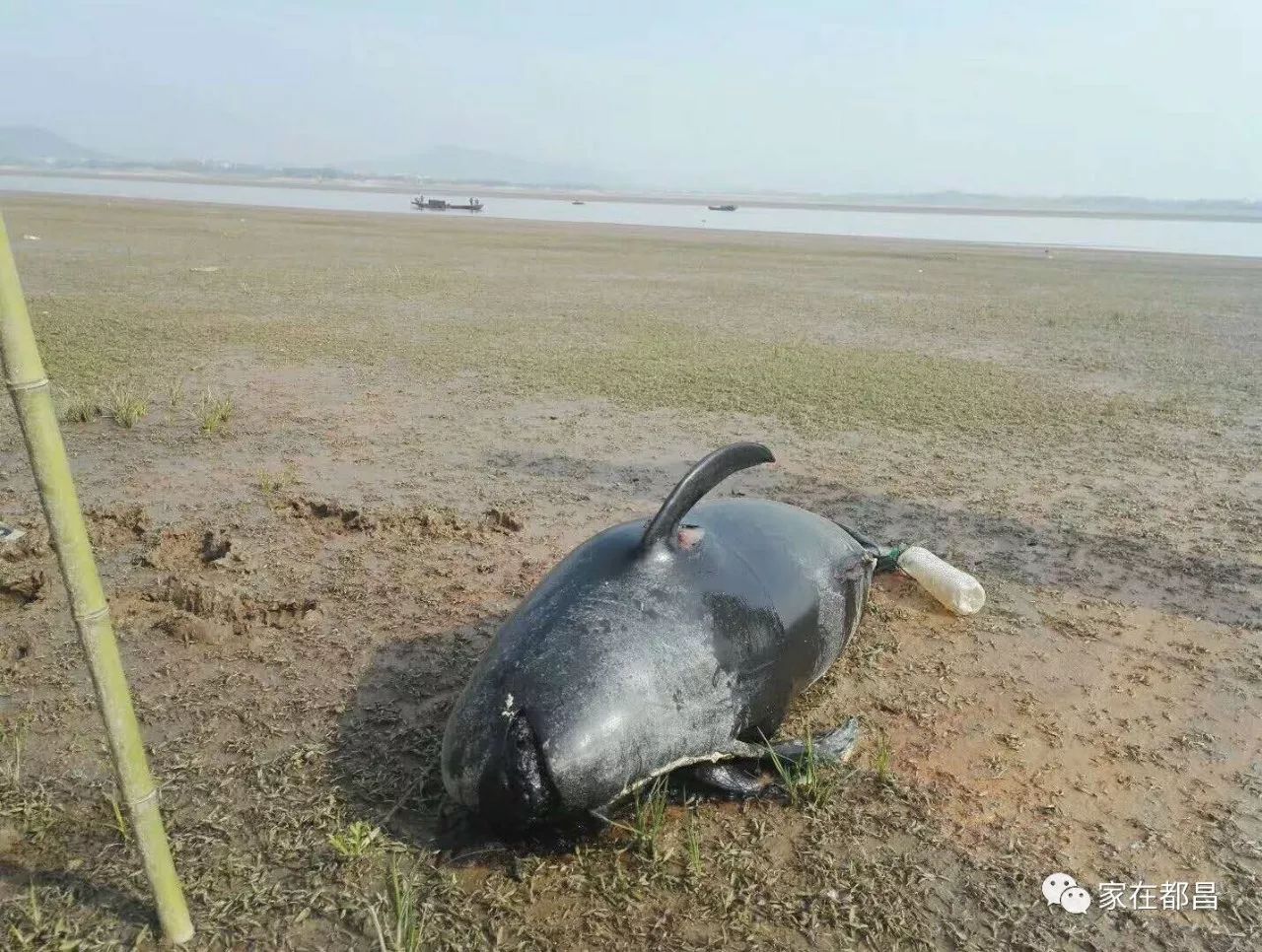 河豚死亡案例图片