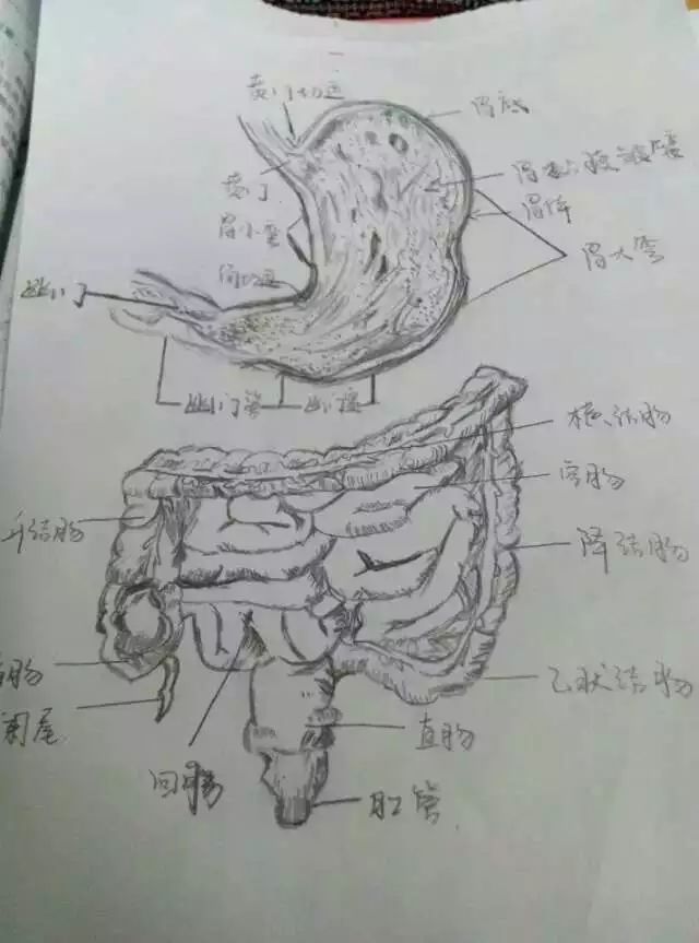 解剖學被老師罰繪畫補習,她居然靠手繪一舉成名