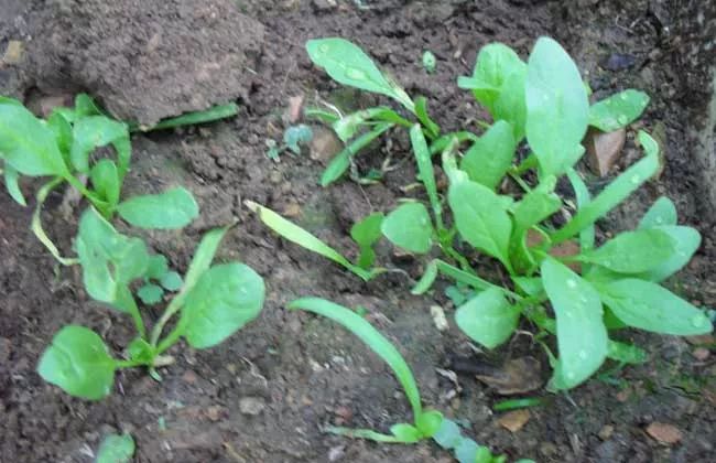 種菠菜前種子怎樣處理發芽更快