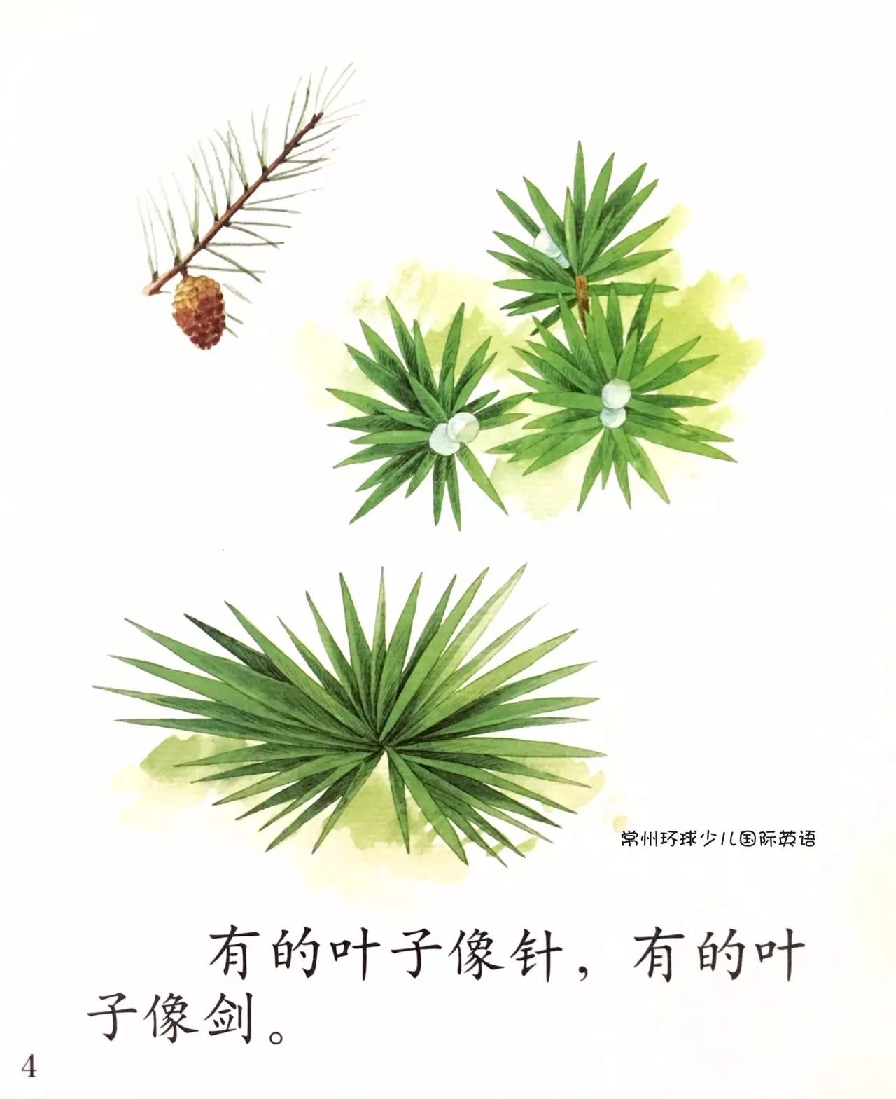 阅读漂流中班绘本课植物的叶子