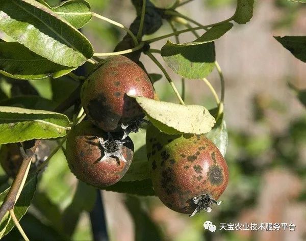 (4)在梨树上的应用:梨黑星病,叶炭疽病,火疫病在开花前和落花后各喷1