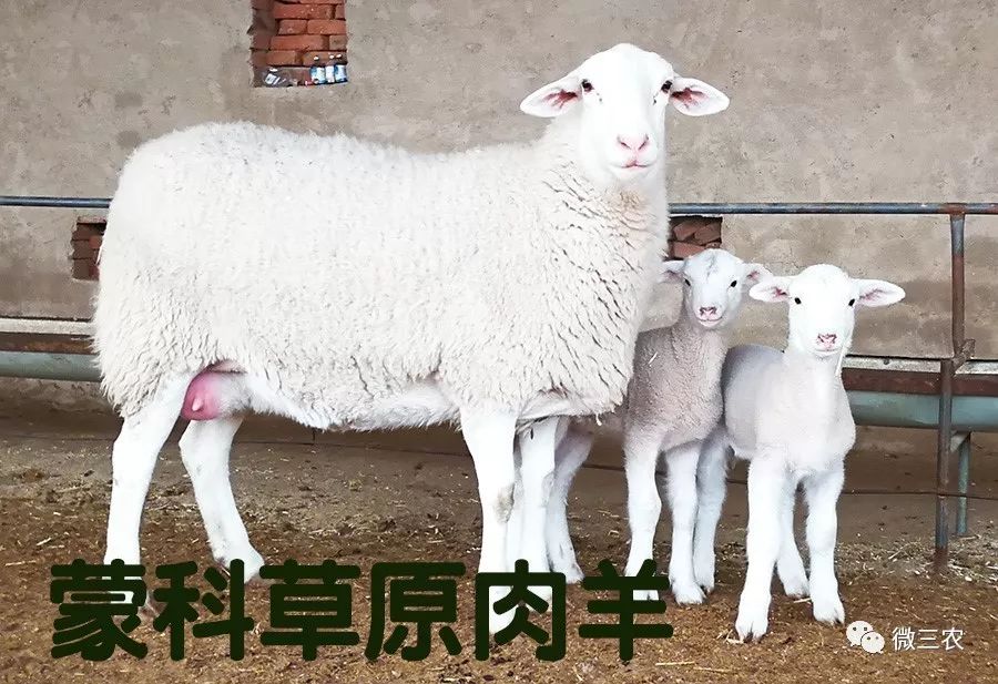 蒙科草原肉羊杂交图图片