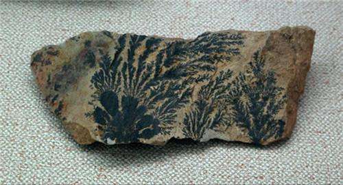 博盛达装饰祝贺博士研究生丁文娜中国发现特有金钱槭属植物化石