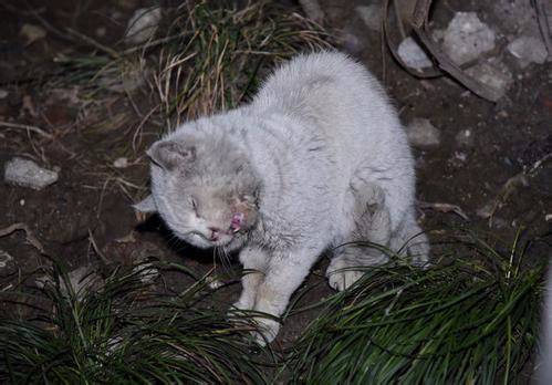 狸花猫死了的照片图片