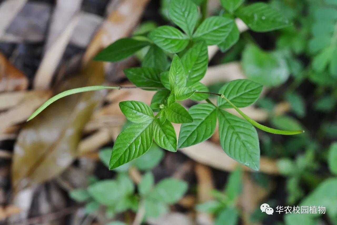 皺子白花菜