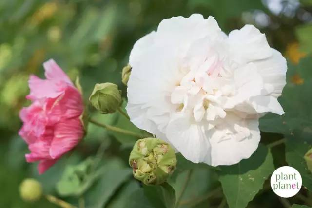 都说美女"出水芙蓉,所以芙蓉花到底长啥样?