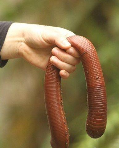 吉普斯兰大蚯蚓,这是世界上最大的蚯蚓,这种巨型吉普斯兰蚯蚓肤色美丽