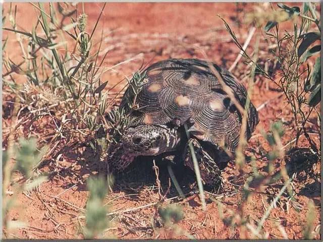 德州地鼠龟图片