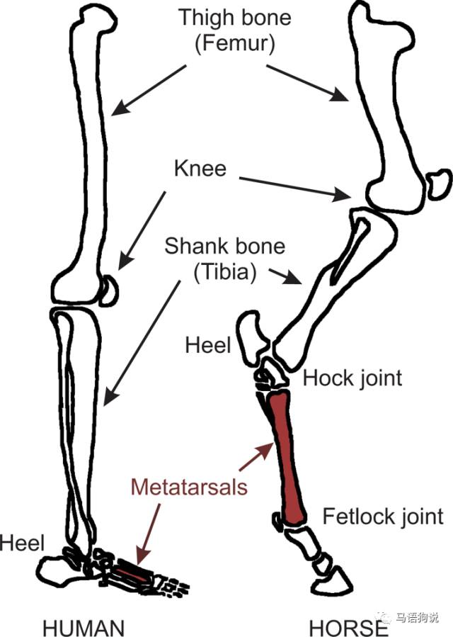 马身体部位中英文对照详解