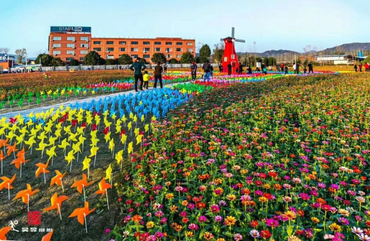 富阳花海蓝田图片