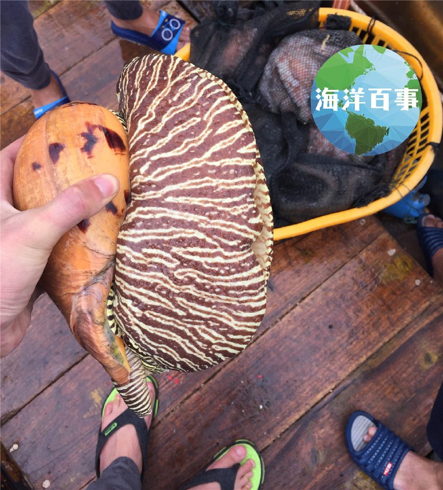 很原始的一種海洋生物白鰻(海鰻),鰻魚膠也比較值錢狗鯊(條紋斑竹鯊)