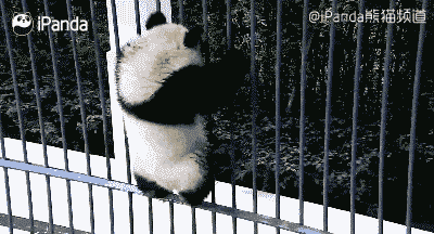 熊猫拉屎动图表情包图片