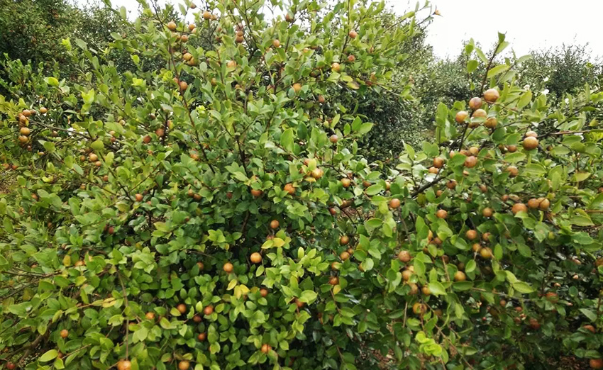 广州食用油展资讯:漫山遍野的油茶花洒满江西石城油茶基地