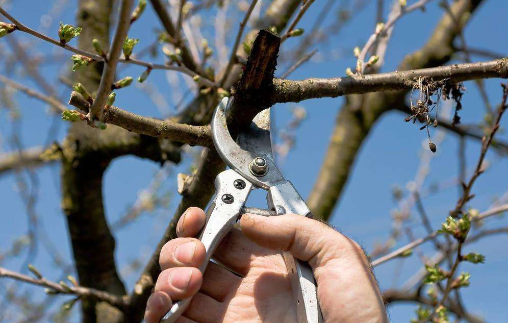 【上】整形修剪对樱桃树而言非常重要!了解生长特点