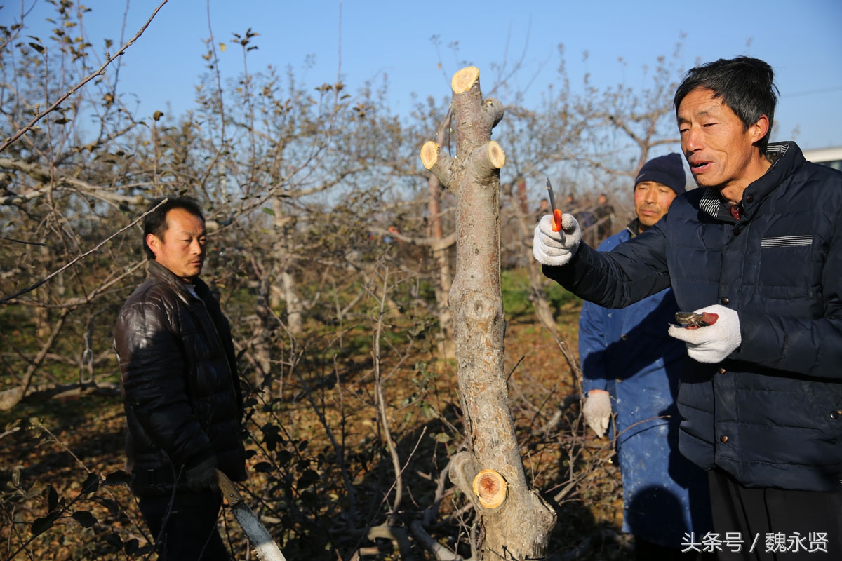 苹果树老了忙乎一年不挣钱土专家指导果农砍树嫁接