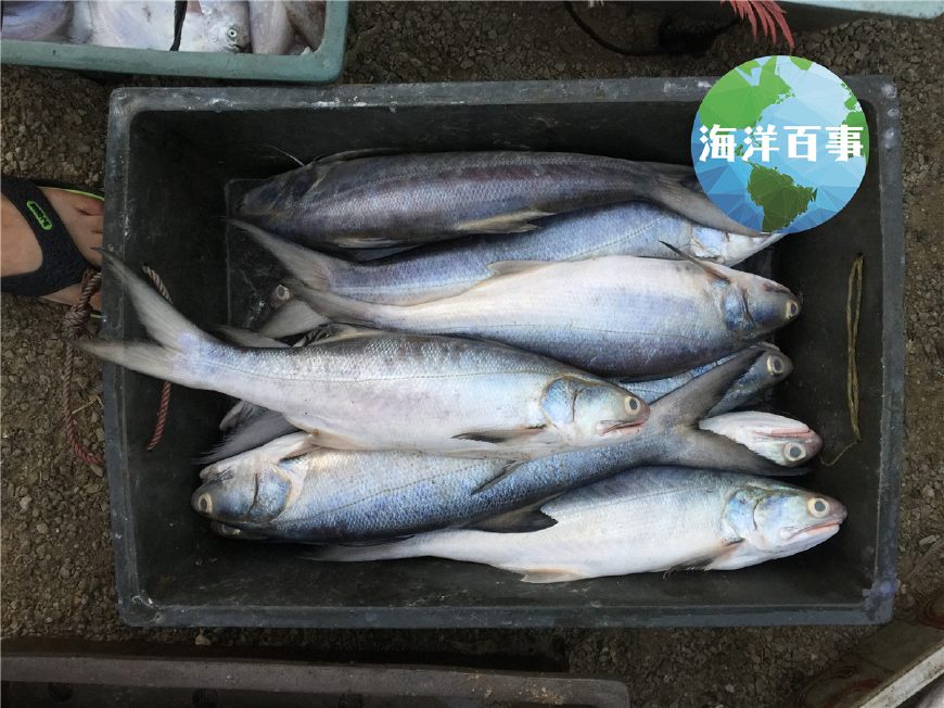 常見的大型石斑魚土過,黃石斑(青石斑魚)青鱸,青鱸鮸(日本銀身46)