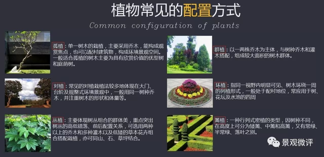 青枫公园植物配置分析图片