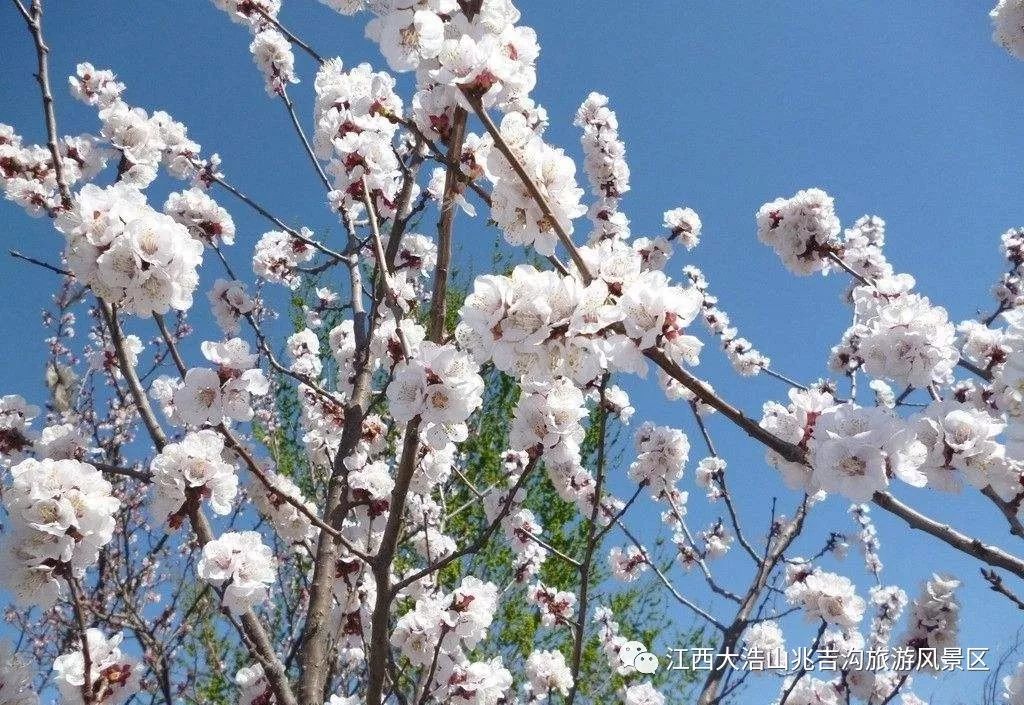 浩山童謠十二月花滿滿童年回憶