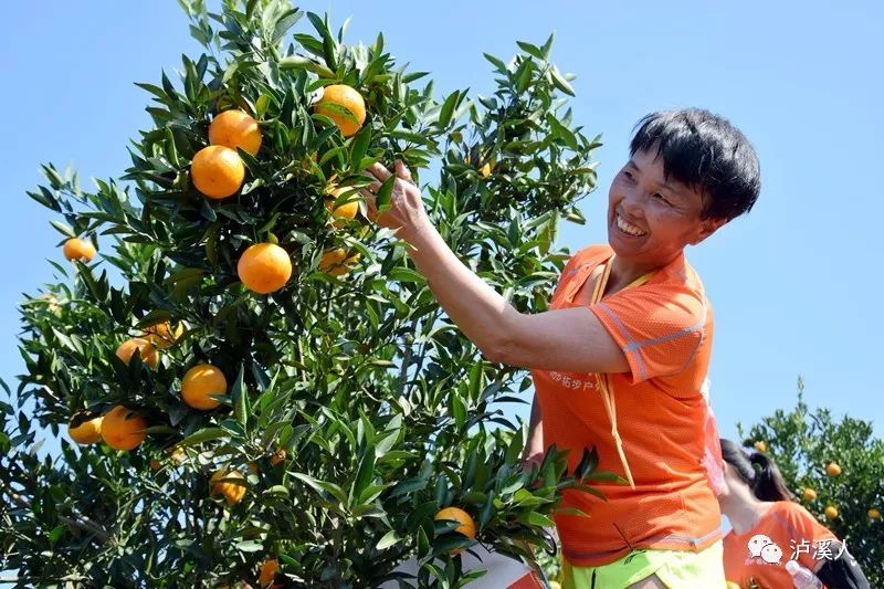 泸溪椪柑节来的明星图片