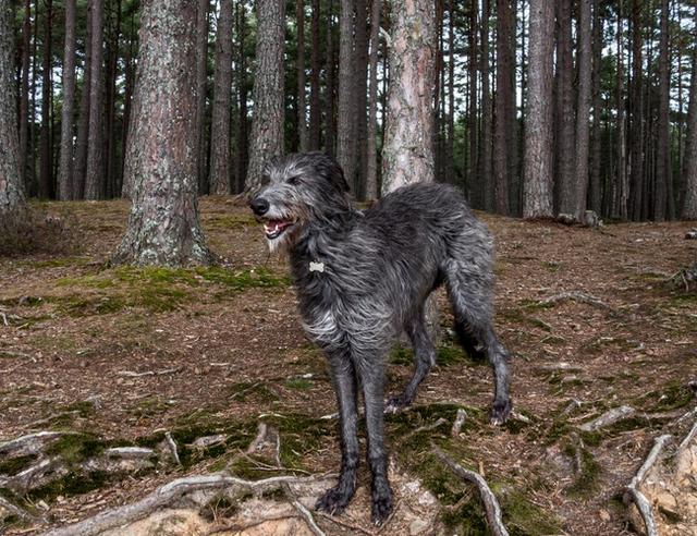 苏格兰猎鹿犬与爱尔兰猎狼犬很相像,但是体格梗轻巧,毛皮也更光滑一些