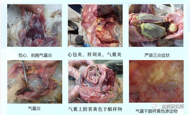 根据上述症状,诊断为 大肠杆菌病, 气囊炎, 流感混合感染