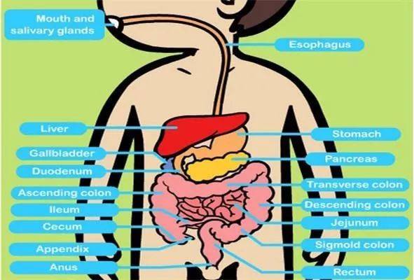 帶孩子搭建模型認識人體de消化系統