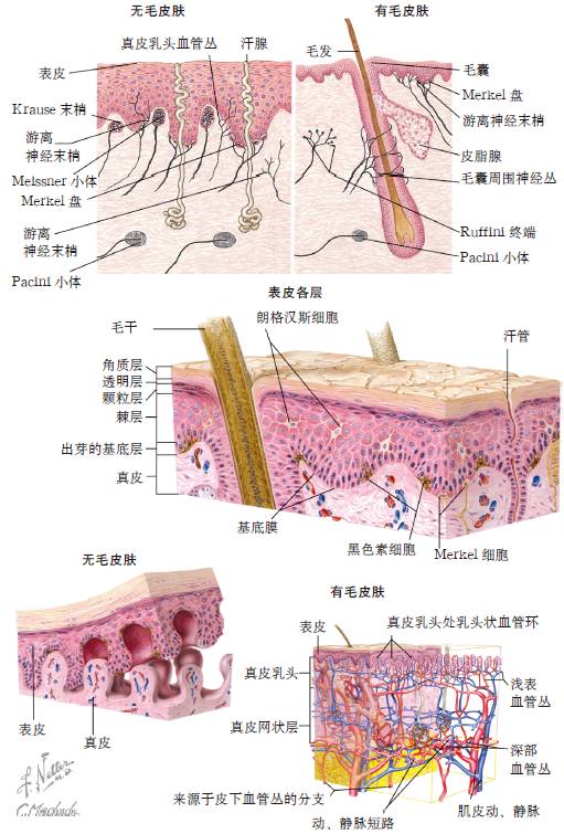 皮肤虽然日日见可是我想了解你更多丨生命如此神奇